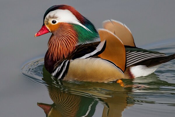 Colorido hermoso pato con pico rojo