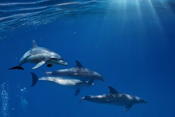 A flock of adult dolphins underwater