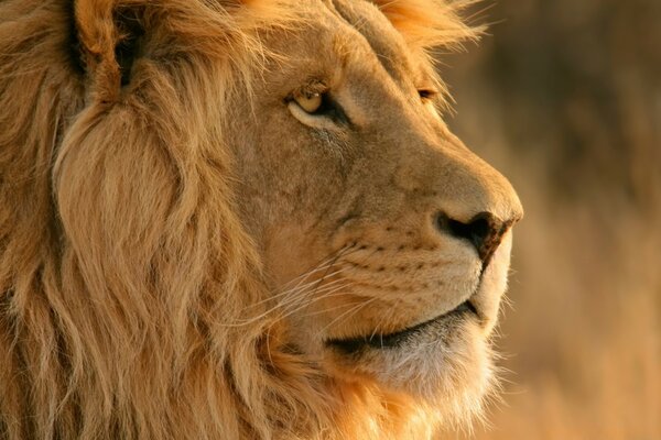 Lion à crinière sur fond flou