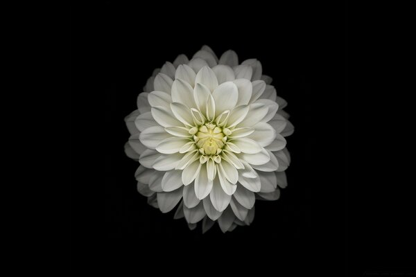 A large white flower on a black background