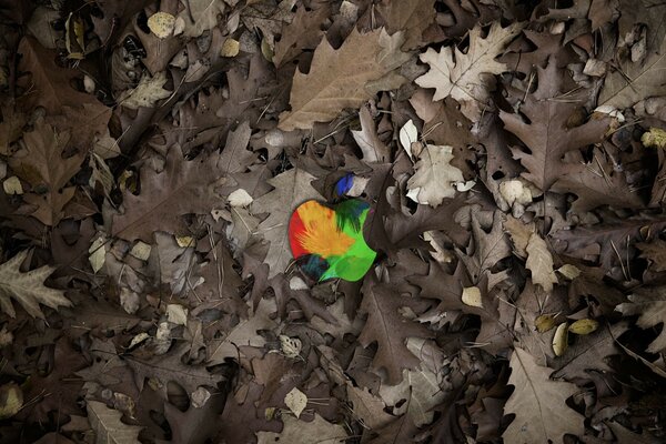 Apple s multicolored logo among autumn leaves