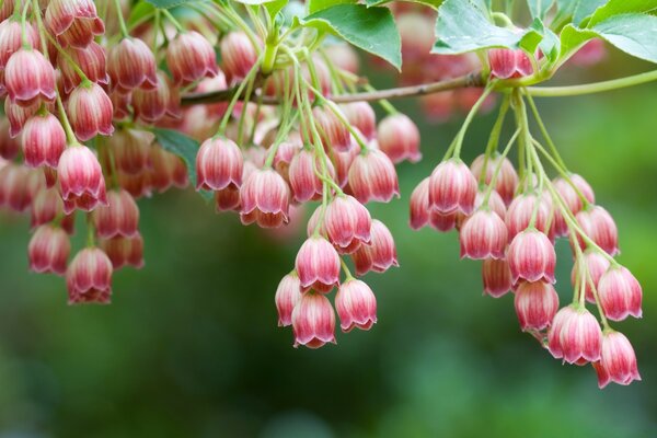 Petites fleurs rouges et blanches