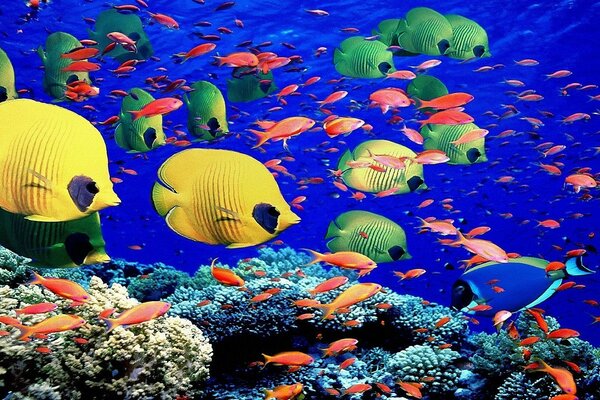 Fish and corals in the underwater world