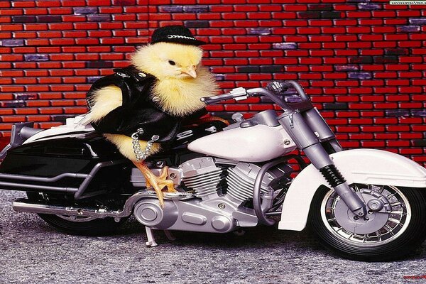 A thug chicken is sitting on a scooter