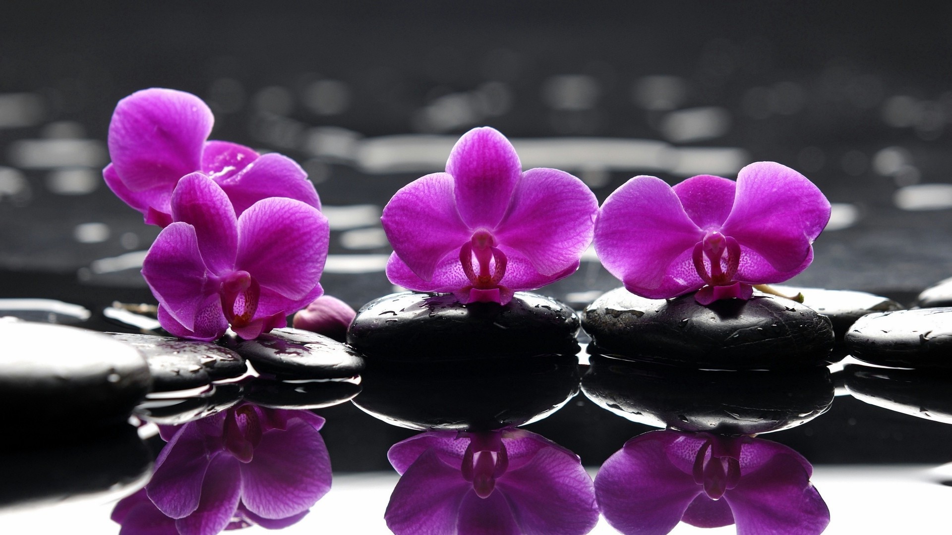 flowers flower petal zen romance tropical nature orchids romantic beautiful aromatherapy exotic flora blooming elegant floral decoration luxury bright