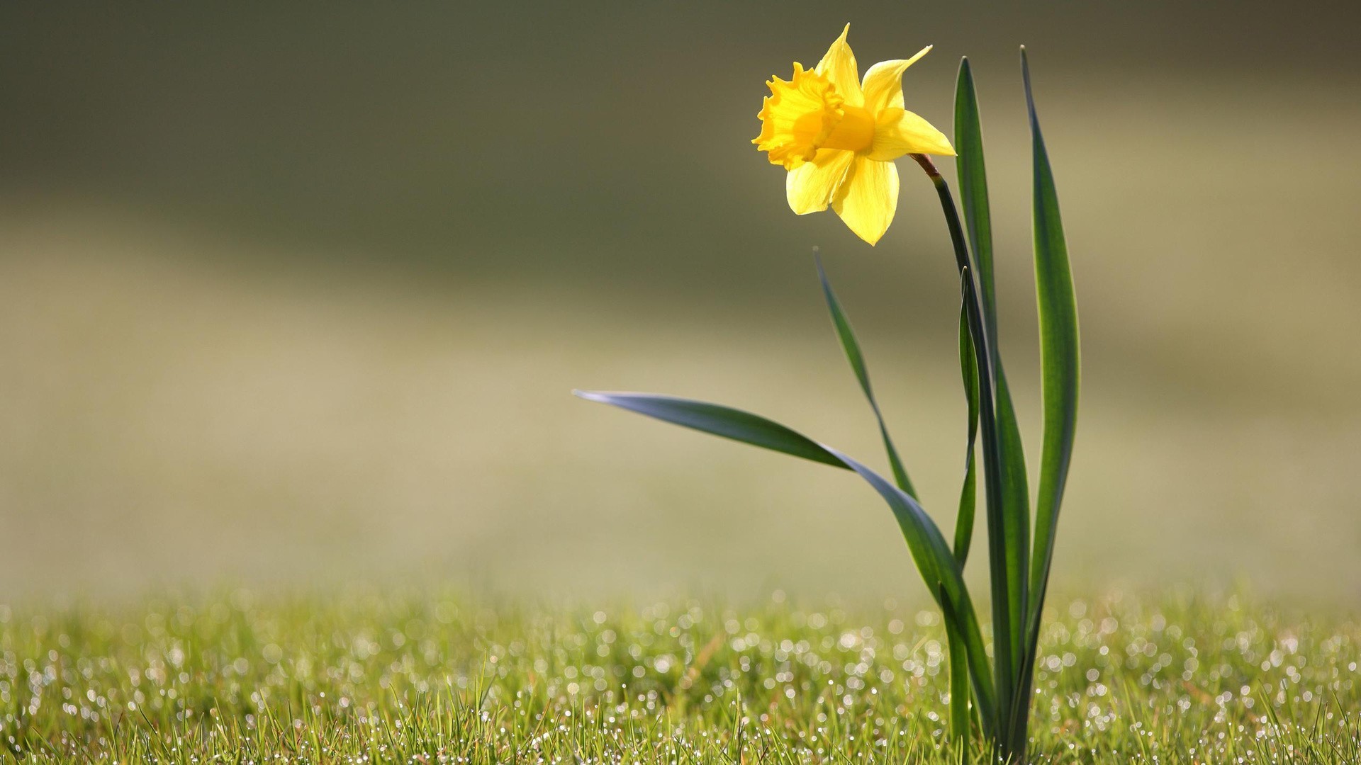 çiçekler doğa çimen alan çiçek yaz saman flora bulanıklık yaprak büyüme açık havada