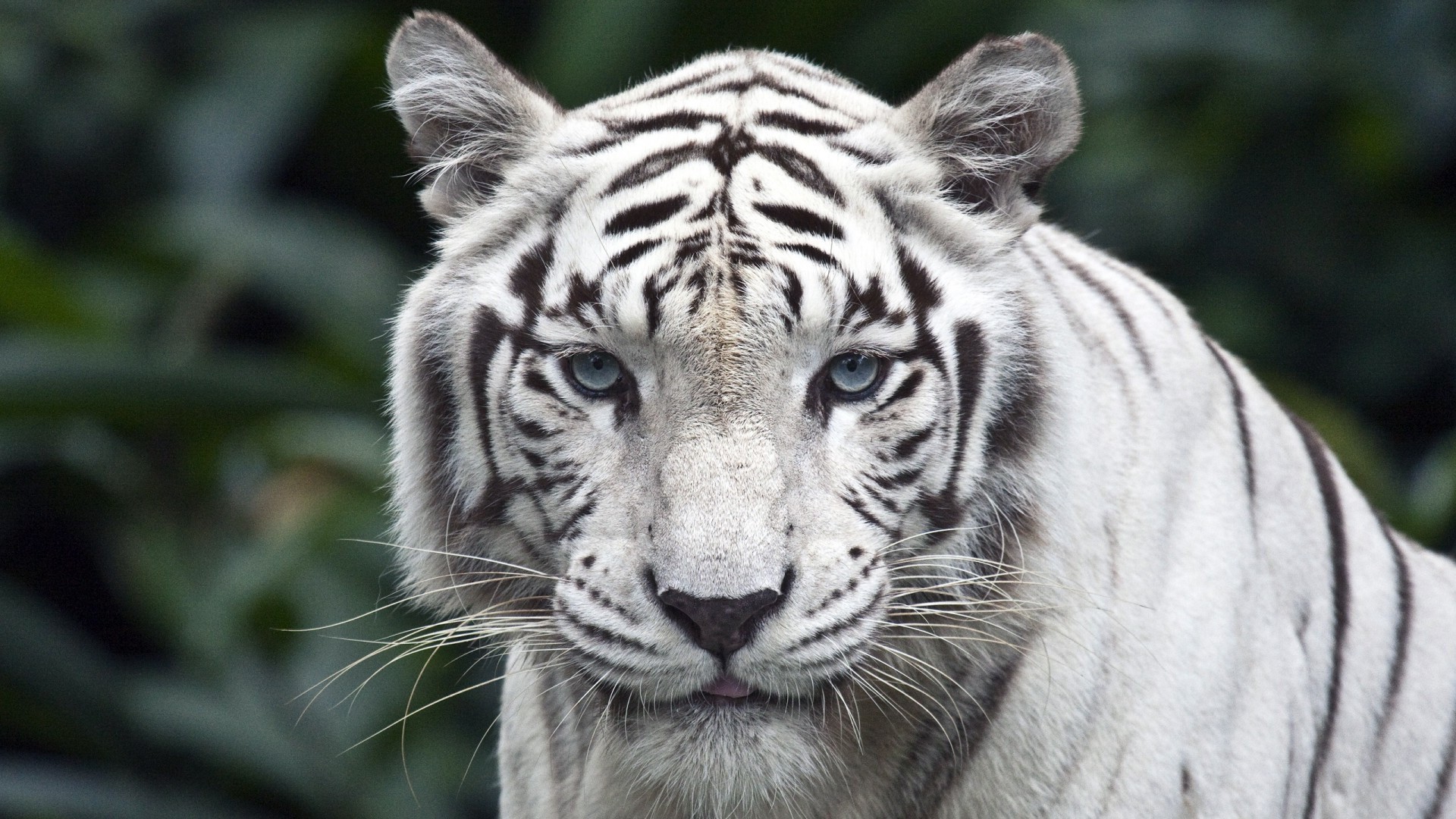 tiger tierwelt katze tier säugetier tiger zoo dschungel raubtier wild porträt safari groß kopf fleischesser pelz jäger streifen gefahr