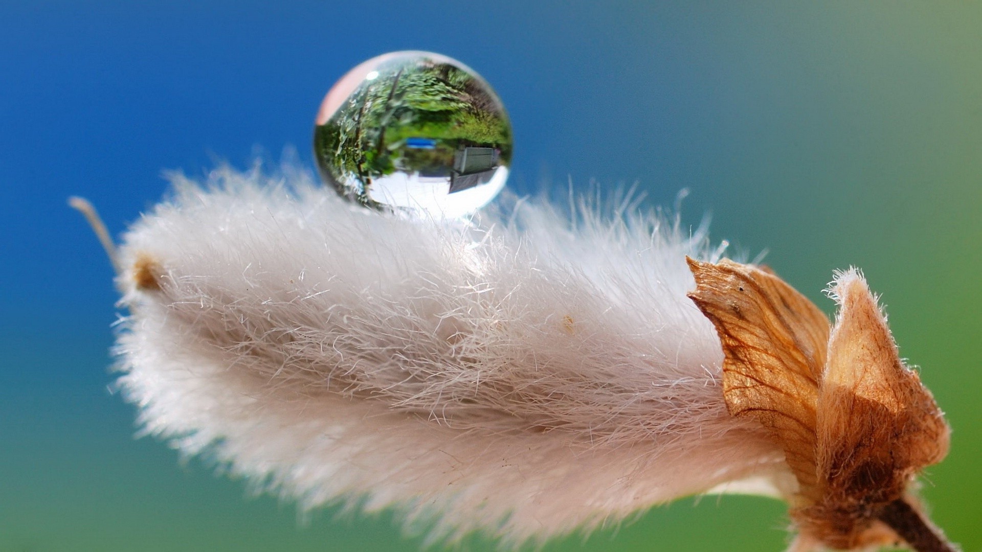 goccioline e acqua piumino uccello natura piuma all aperto animale pasqua sfocatura inverno cielo morbidezza erba fauna selvatica