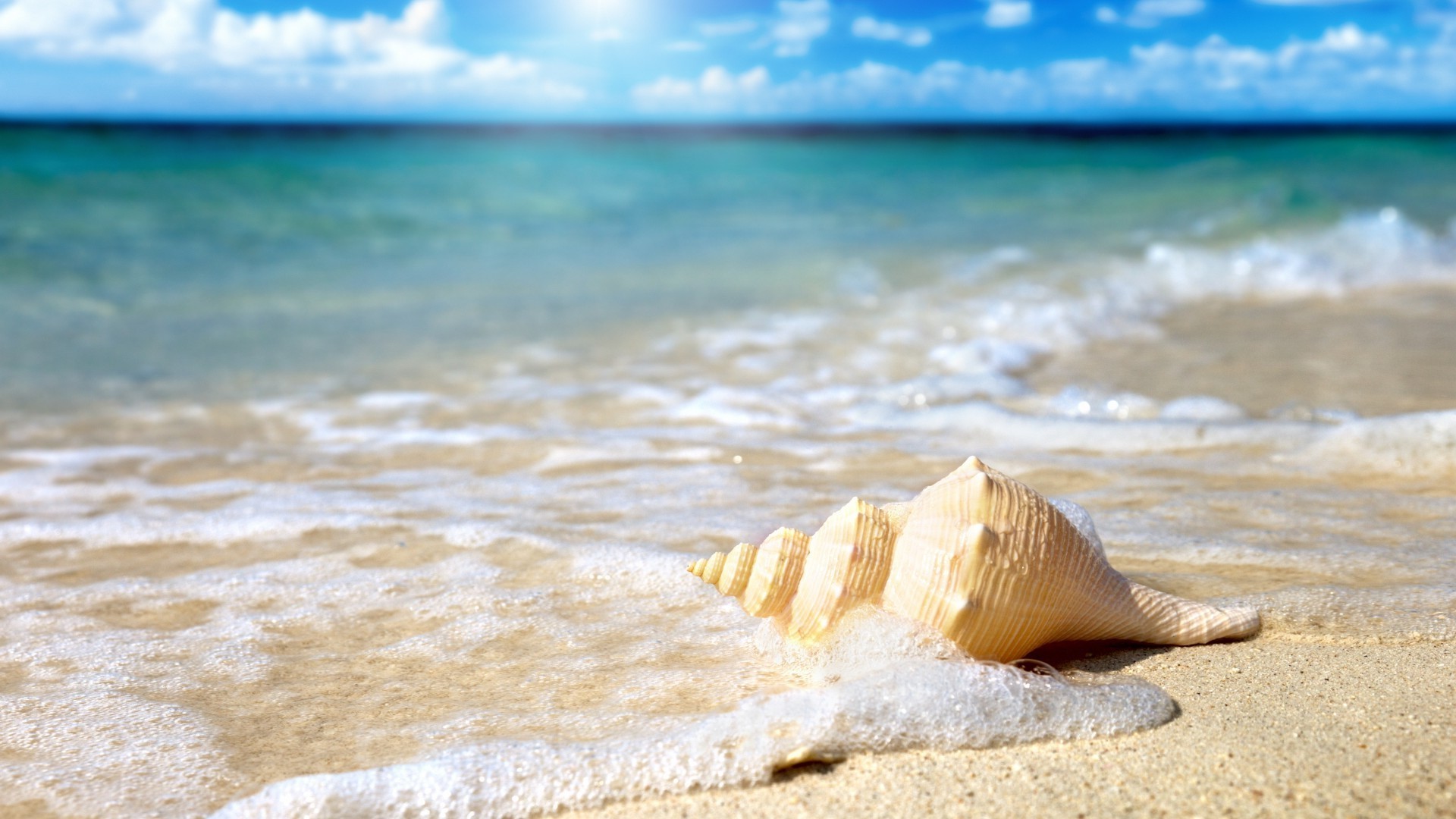 bewohner von ozeanen und flüssen strand sand meer meer wasser tropisch ozean sommer urlaub welle küste reisen entspannung sonne brandung insel gutes wetter resort landschaft