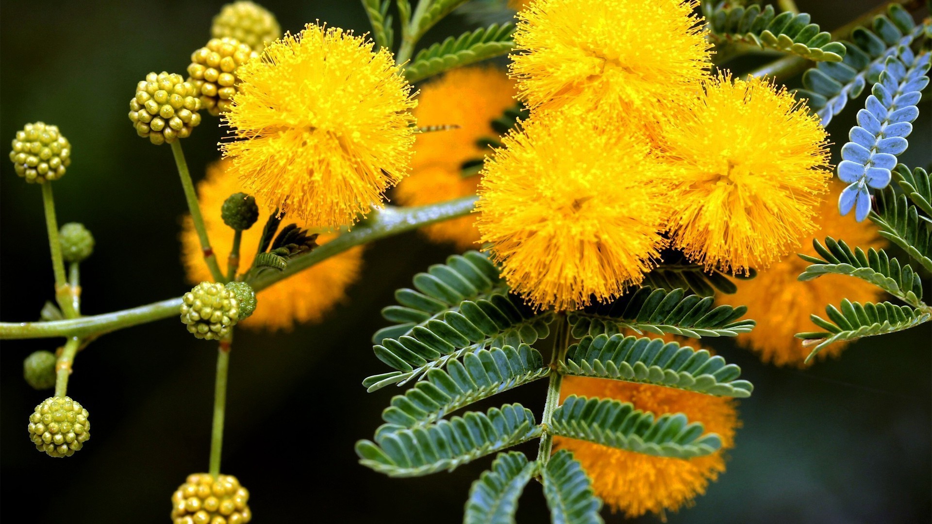 flowers nature flora leaf flower floral close-up garden color branch summer blooming tree season bright outdoors growth botanical