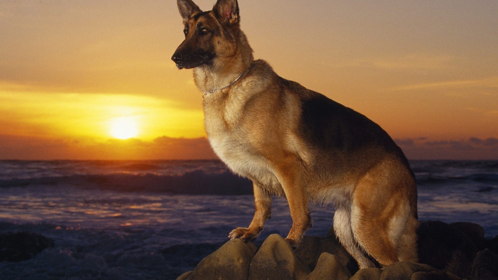 cani mammifero cane uno addestratore di cani due vista laterale