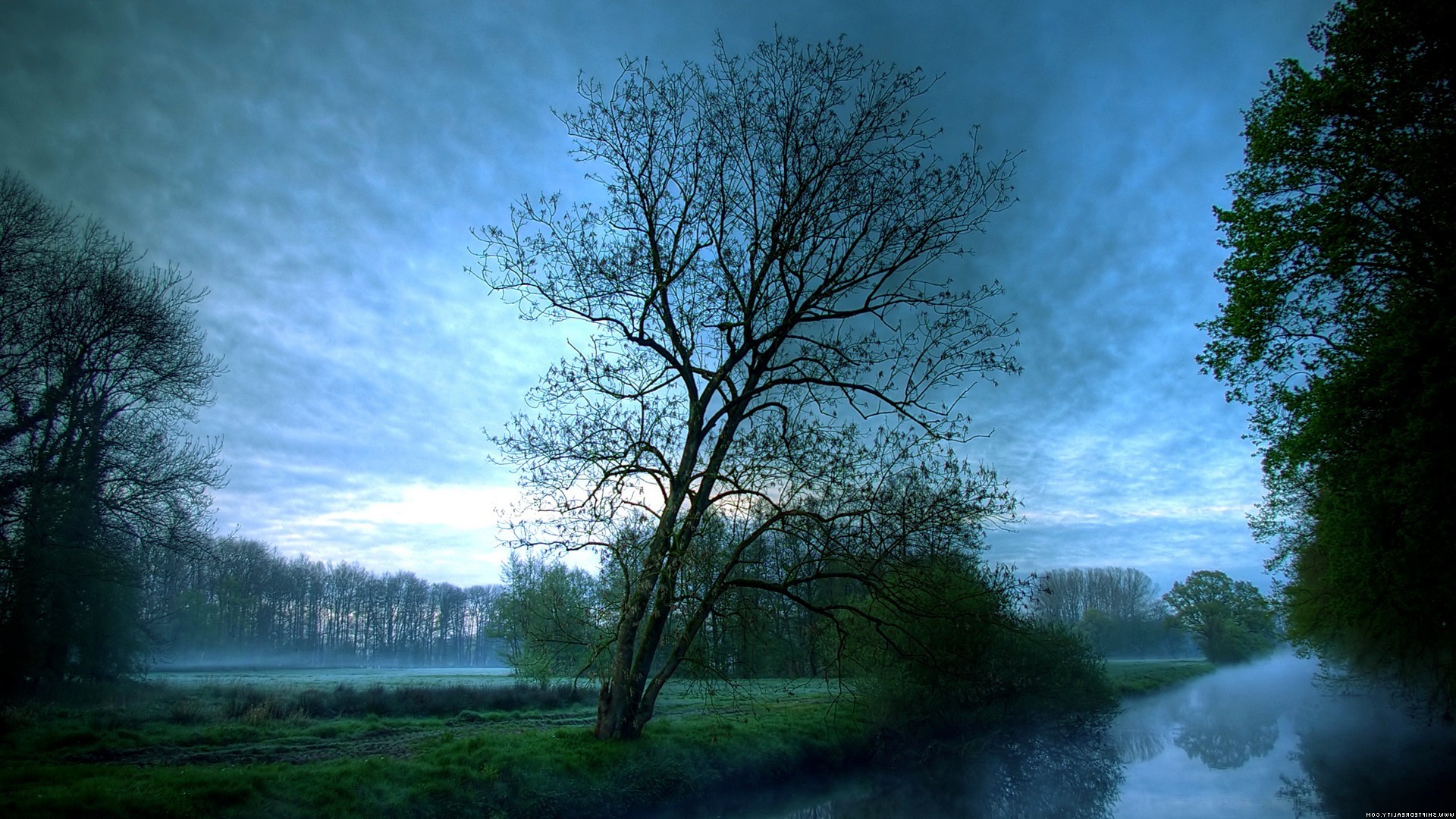 nuit crépuscule du soir crépuscule du soir arbre paysage aube nature bois brouillard brouillard lac soleil à l extérieur météo beau temps campagne pittoresque plesid