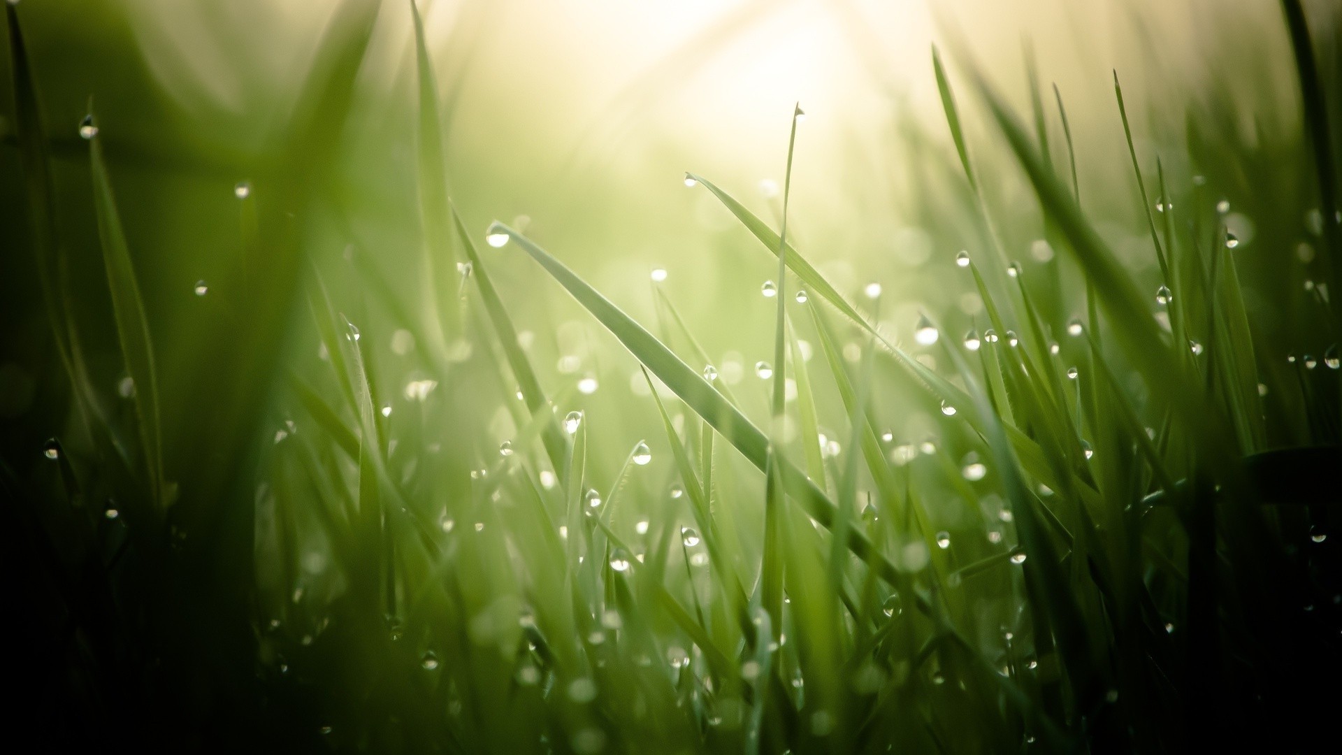 gouttelettes d eau herbe rosée feuille nature pelouse été jardin luxuriante croissance flore pluie chute soleil lumineux foin aube