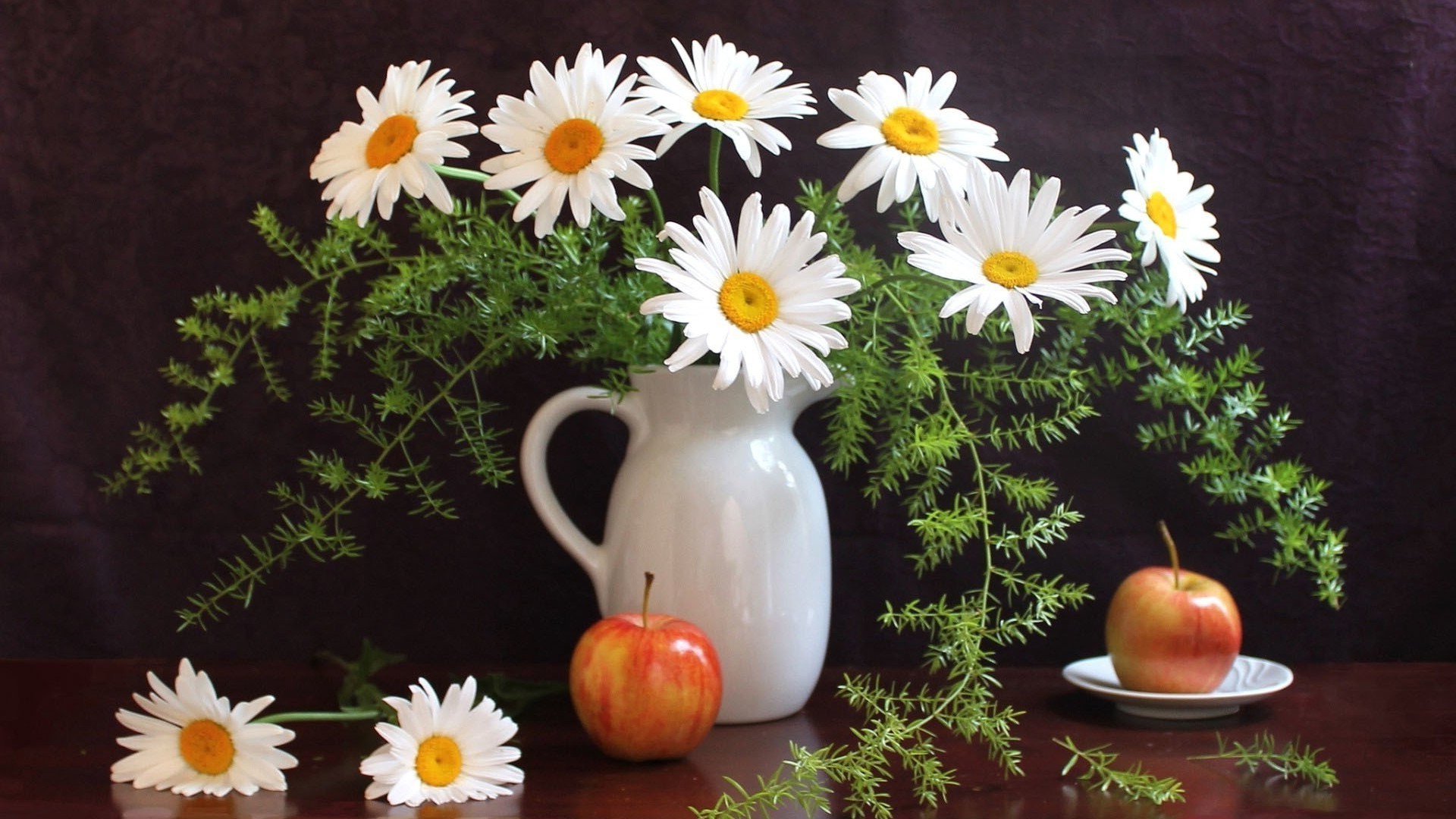 chamomile flower nature leaf flora summer desktop