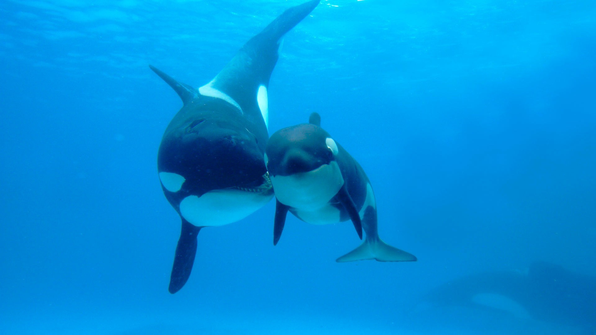 animales bajo el agua natación peces agua océano soplador de aire delfín buceo tiburón mar ballena vida silvestre deportes acuáticos acuario