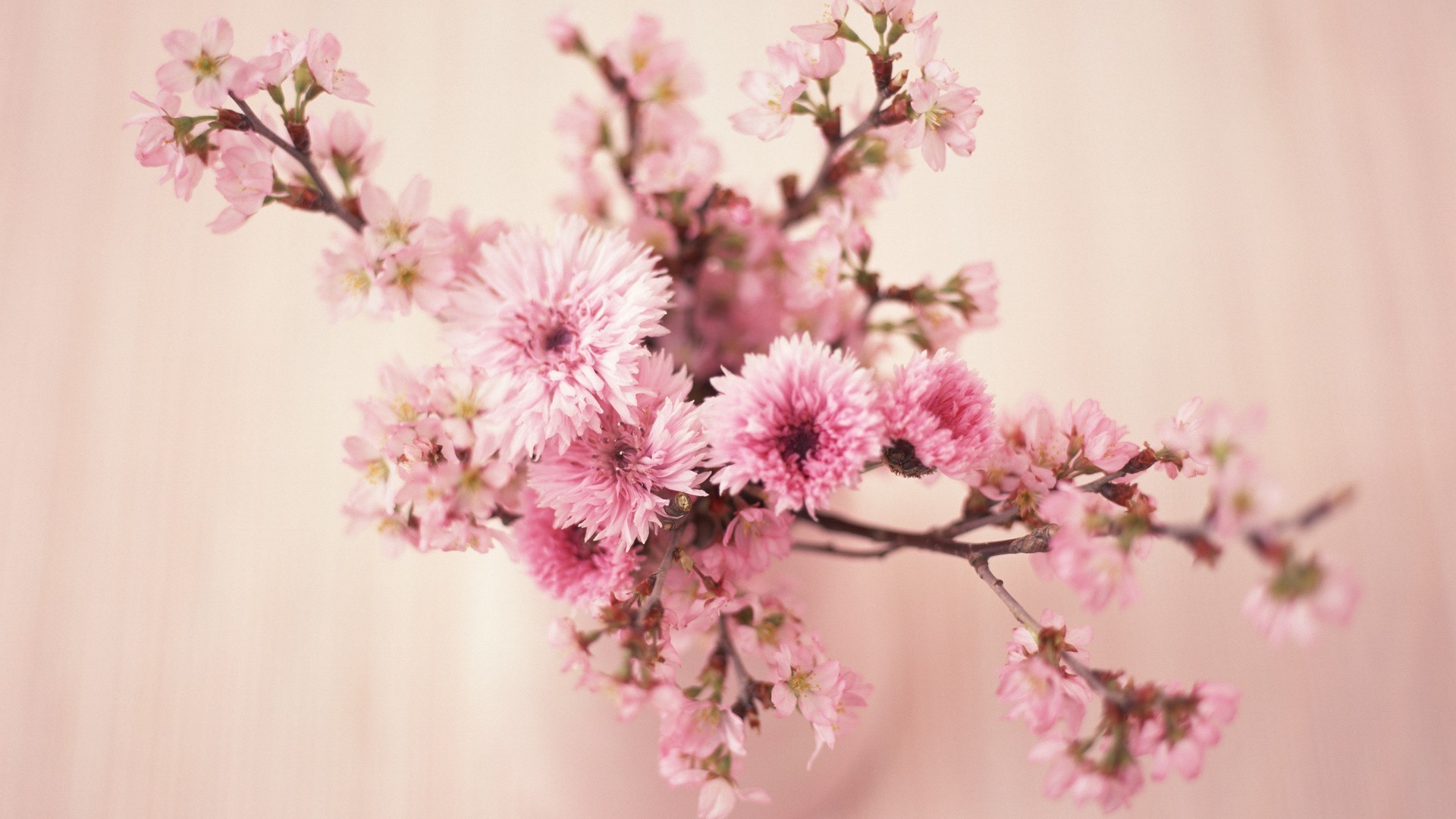 dans un vase ou un pot fleur nature flore cerise branche pétale bluming feuille arbre été lumineux floral délicat croissance jardin copain printemps saison