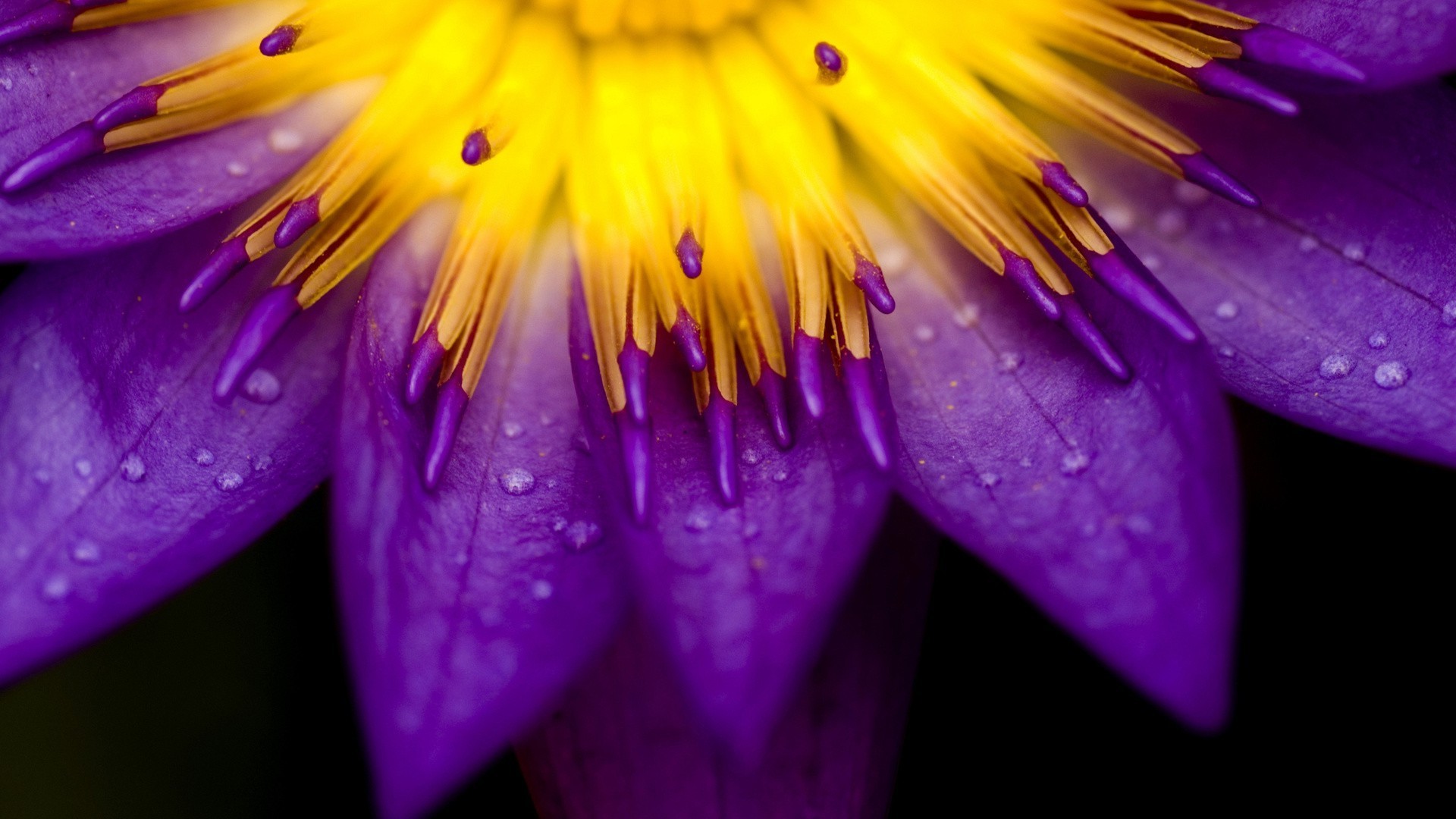 flowers flower flora nature garden summer lily leaf color beautiful petal blooming close-up floral park pool botanical bright