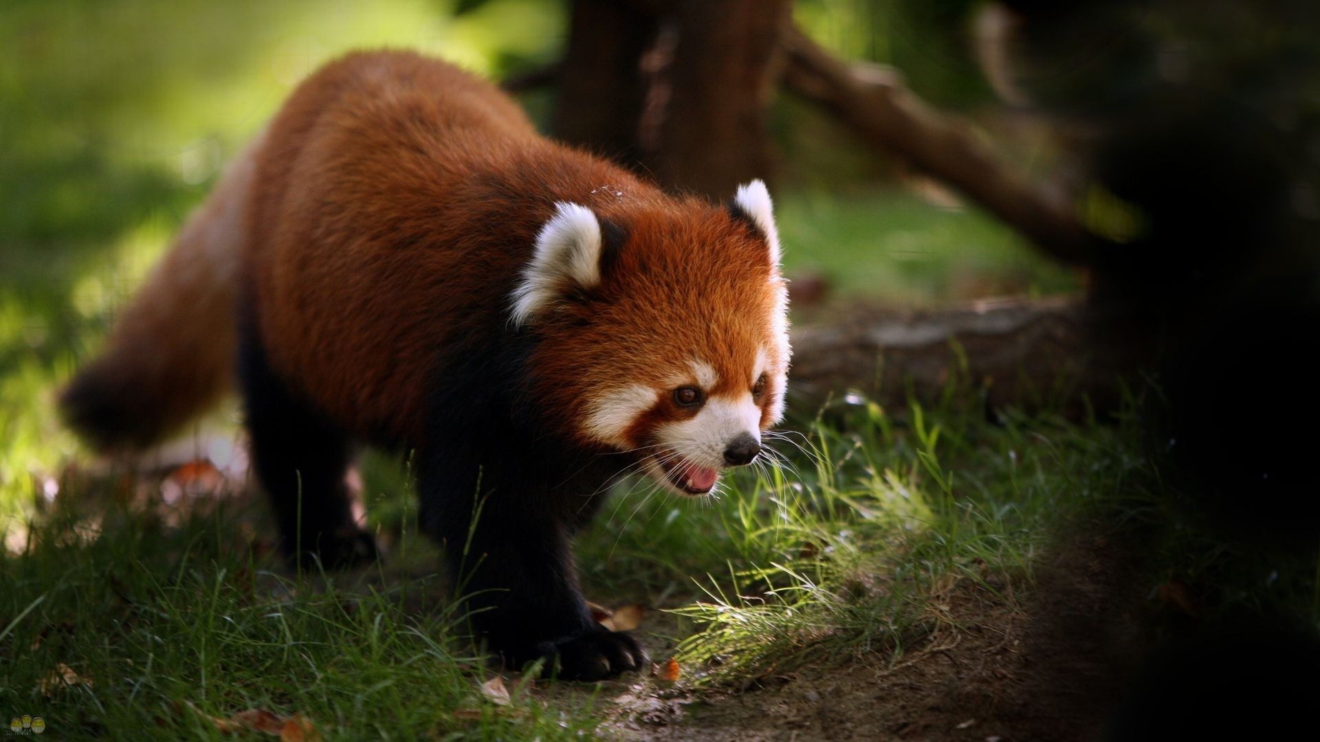 animaux mammifère animal faune mignon nature fourrure