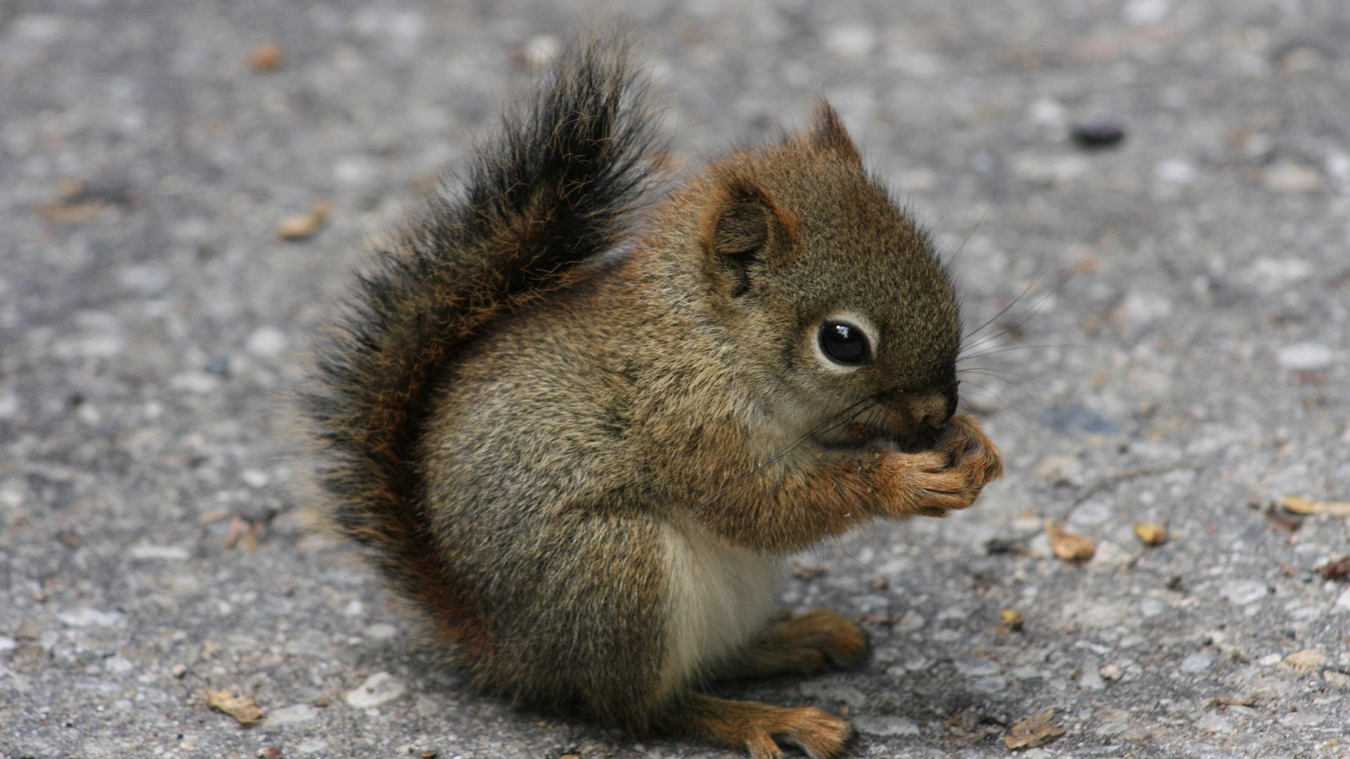 scoiattolo scoiattolo mammifero fauna selvatica roditore natura carino piccolo all aperto pelliccia grigio animale legno