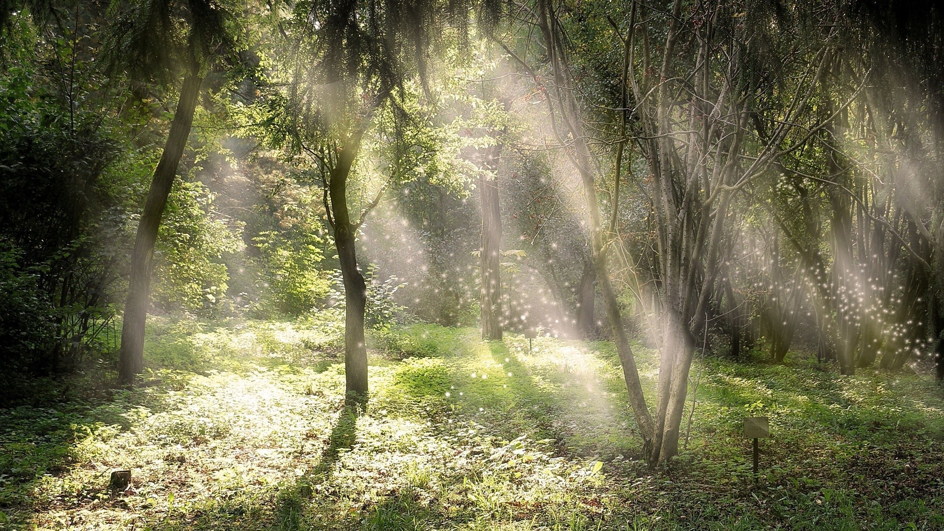 drzewa drewno mgła natura drzewo krajobraz mgła liść park świt bujna jesień dobra pogoda słońce środa sunbeam na zewnątrz lato flora trawa