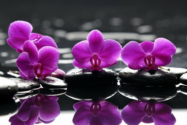 Beautiful purple flowers reflected in the water