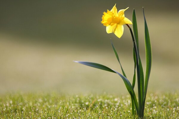 Narcisse solitaire dans un champ