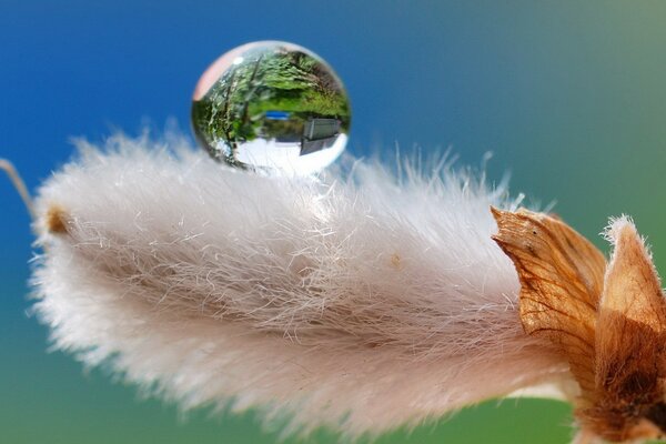 O mundo inteiro em uma gota de água. Extraordinariamente bonito