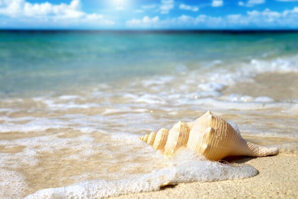 A shell on the shore of the blue sea