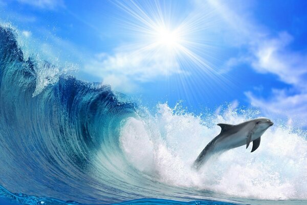 Dolphin wave sea spray