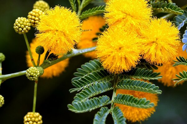 Bright yellow flowers close up