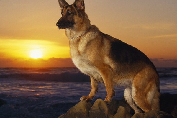 Der deutsche Schäferhund wartet auf das Team