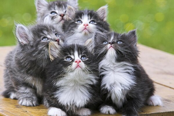 Five kittens are looking at something from above