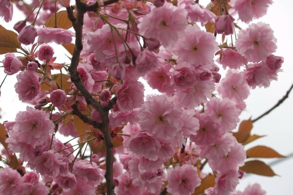 Rosa Blüten auf einem Zweig Nahaufnahme