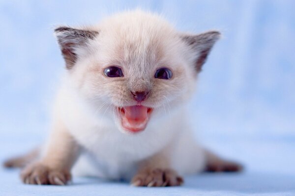 Cute baby cat on a blue background