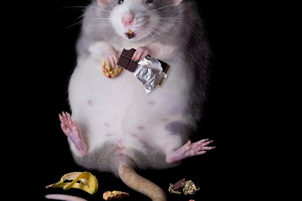 A fat rat is a cute animal, a great portrait