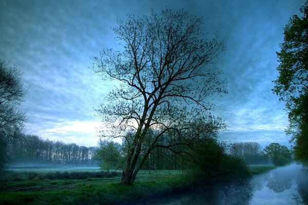 Morning fog on the forest lake