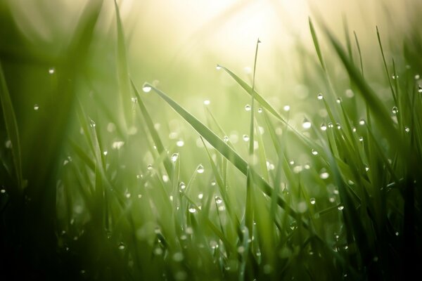 Morning dew in the rays of the sun