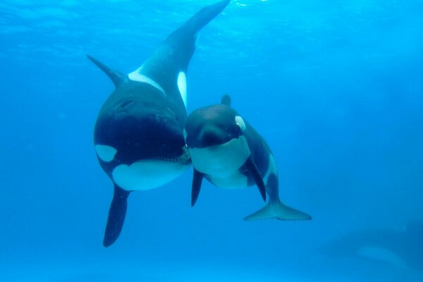 Animais marinhos peixes