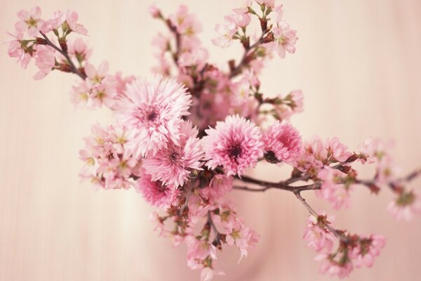 Pink flower on a light background