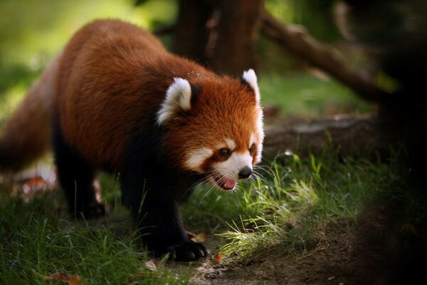 Animaux mignons dans l habitat naturel