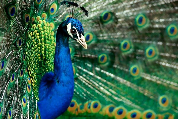 A beautiful peacock opened its tail