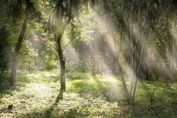 Sonnenschein im Wald