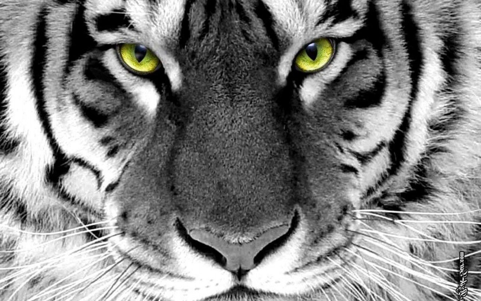 tigres chat tigre animal faune fourrure portrait mammifère bande prédateur zoo sauvage oeil grand sibérien jungle à la recherche mangeur de viande chasseur nature tête