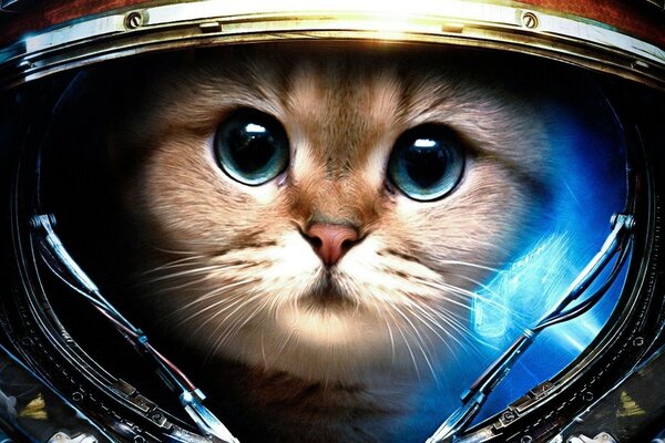 Portrait of a cat flying into space