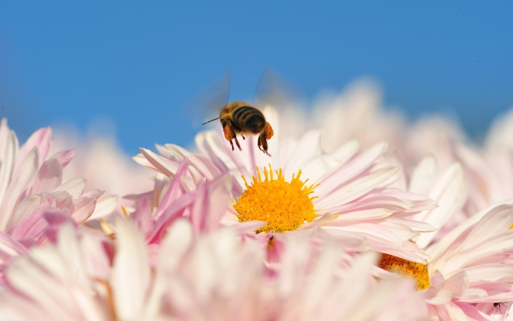 insects nature flower summer insect flora chamomile bright pollen outdoors leaf bee fair weather