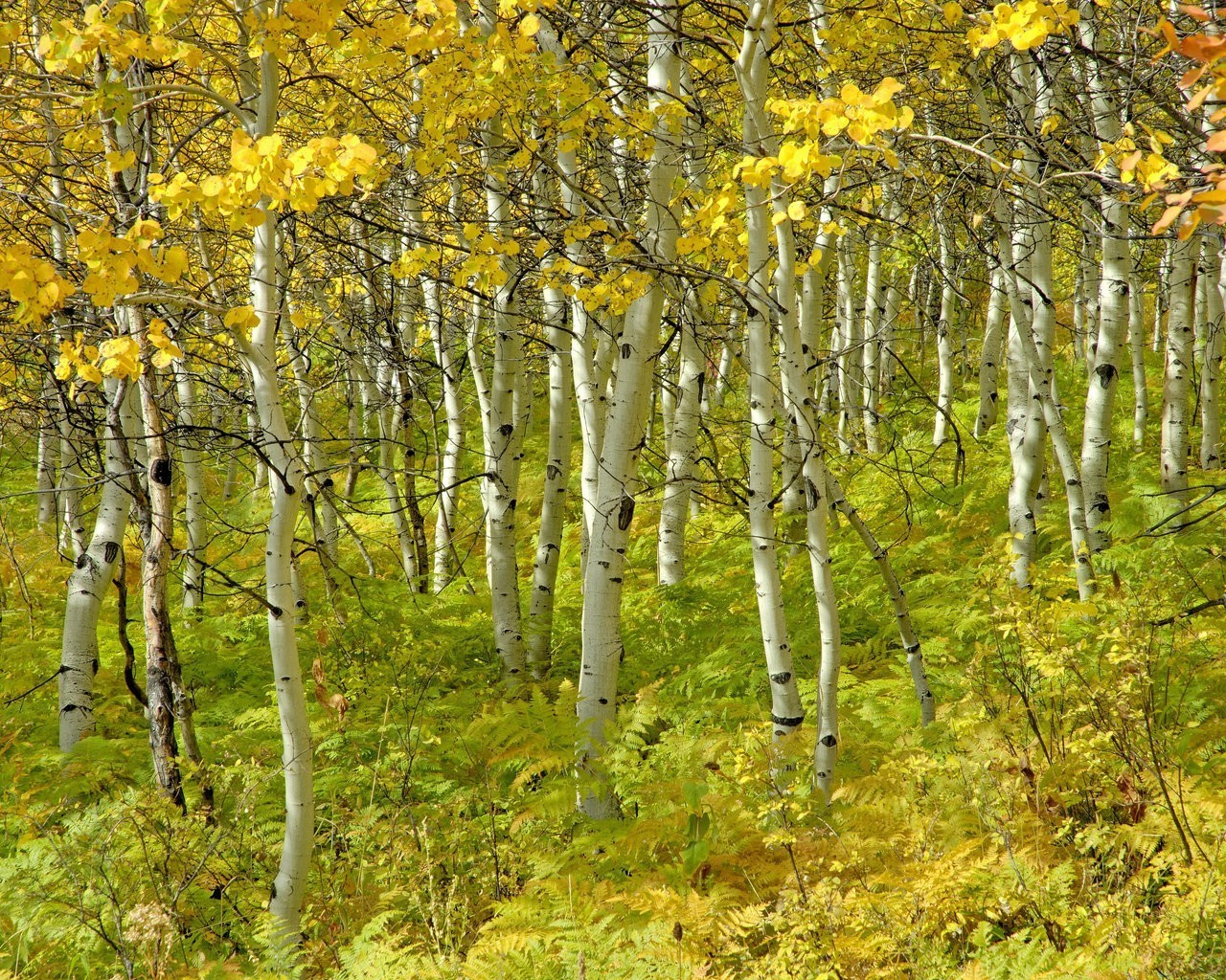 trees wood leaf nature landscape tree season fall park outdoors fair weather branch environment bright scene flora trunk countryside growth rural