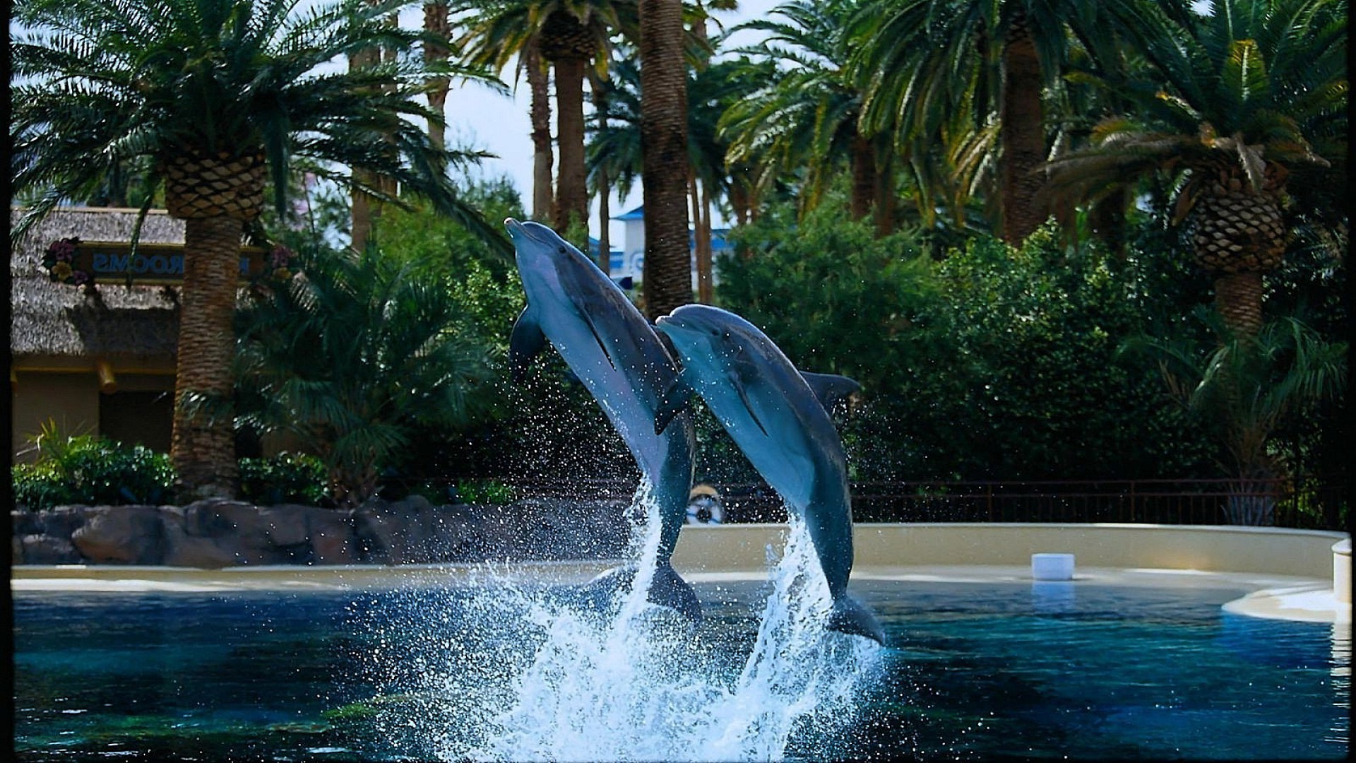 animaux piscine eau tropical natation piscine été station balnéaire vacances paradis voyage hôtel arbre turquoise loisirs détente loisirs palmiers nature en plein air