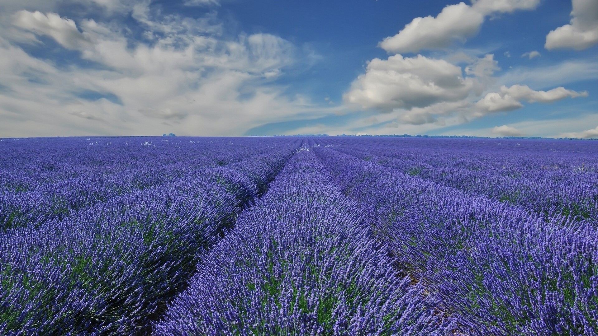 campo de flores lavanda flor campo rural natureza agricultura campo paisagem verão ao ar livre flora fazenda abundância país crescimento cênica cor terras agrícolas