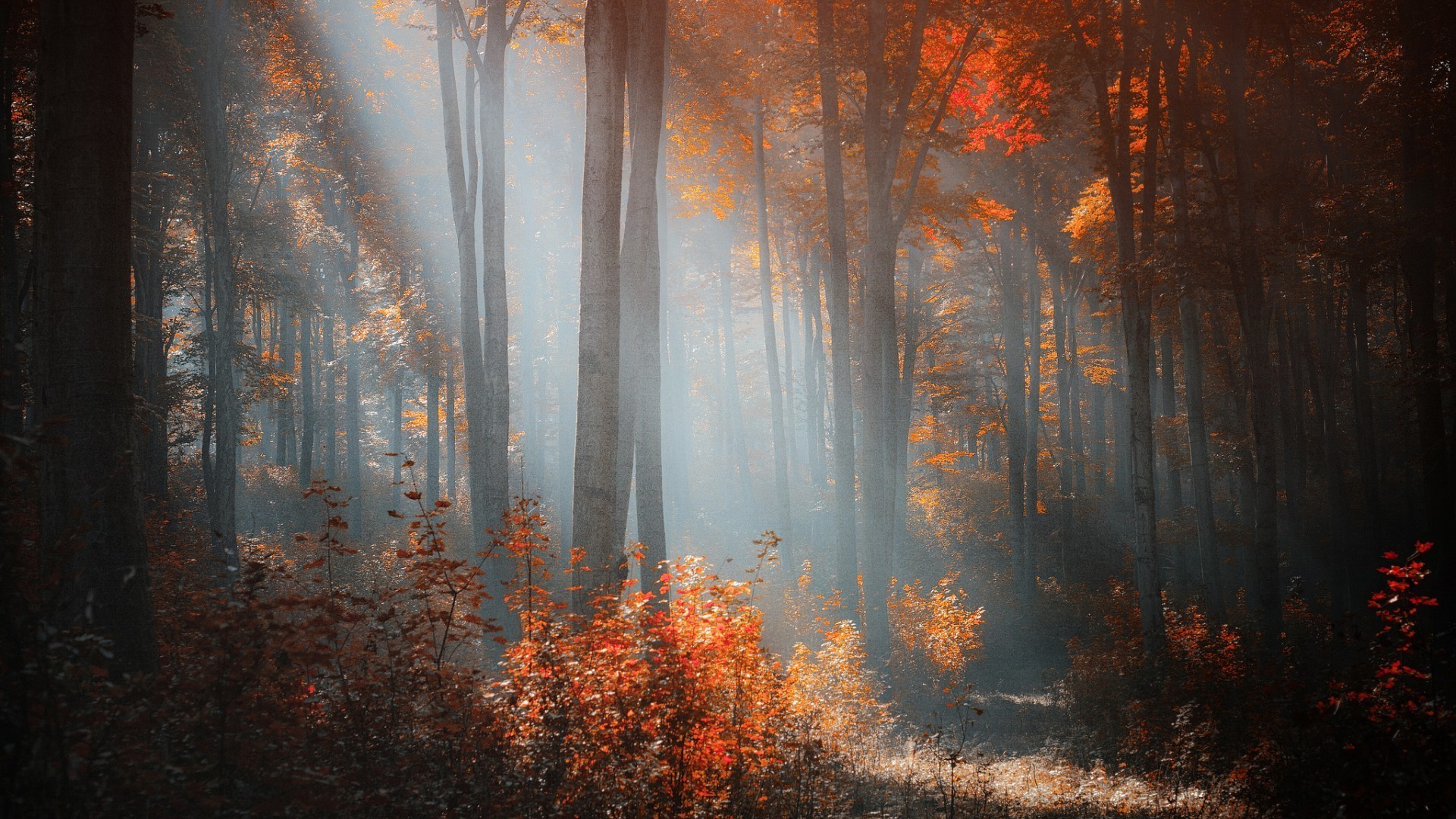 tramonto e alba autunno nebbia foglia legno nebbia scuro legno luce natura