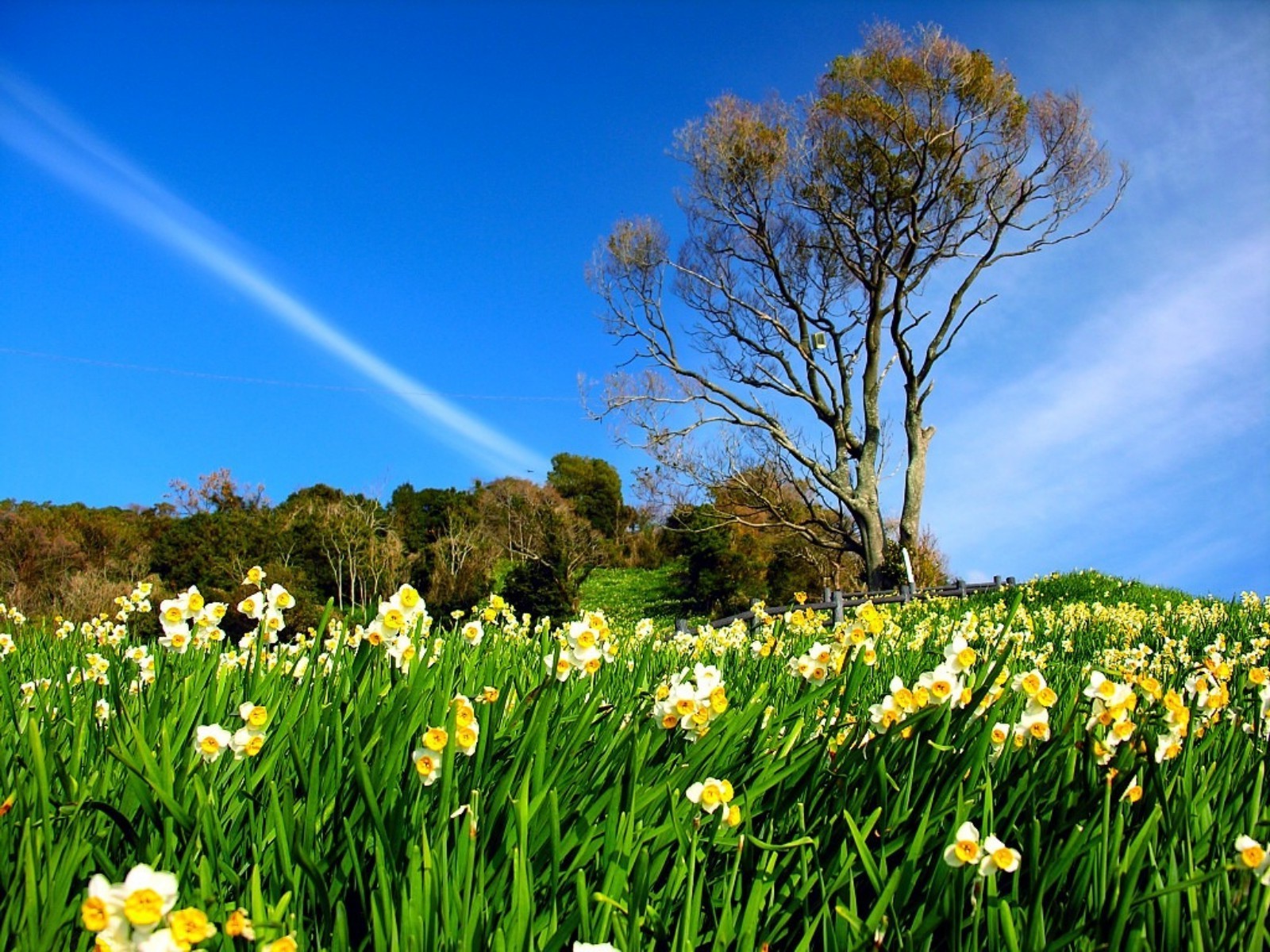 feld der blumen gras blume natur gutes wetter heuhaufen des ländlichen sonne feld sommer hell im freien flora jahreszeit ostern landschaft blatt garten wachstum